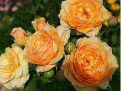 st_richardofchichestr_strichardofchichester_optimized.jpg Ст. Ричард оф Чичестр/Шерлок Холмс (St Richard of Chichester/Sherlock Holmes)