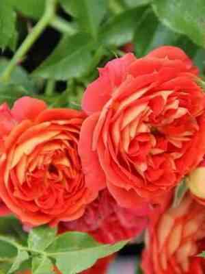 starlet-rouz-karmen-starlet-rose-carmen_optimized.jpg Старлет Роуз Кармен (Starlet Rose Carmen)