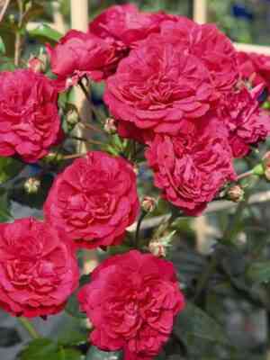 starlet-roz-lola-starlet-rose-lola_optimized.jpg Старлет-Роз Лола (Starlet-Rose Lola)