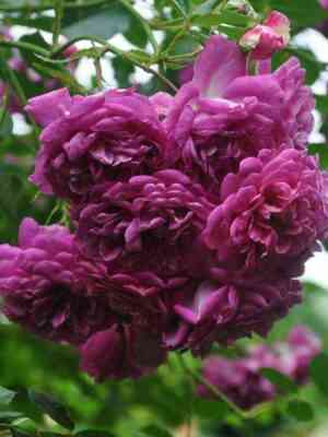 starleto-rouz-melina.jpg Старлет Роуз Мелина (Starlet Rose Melina)