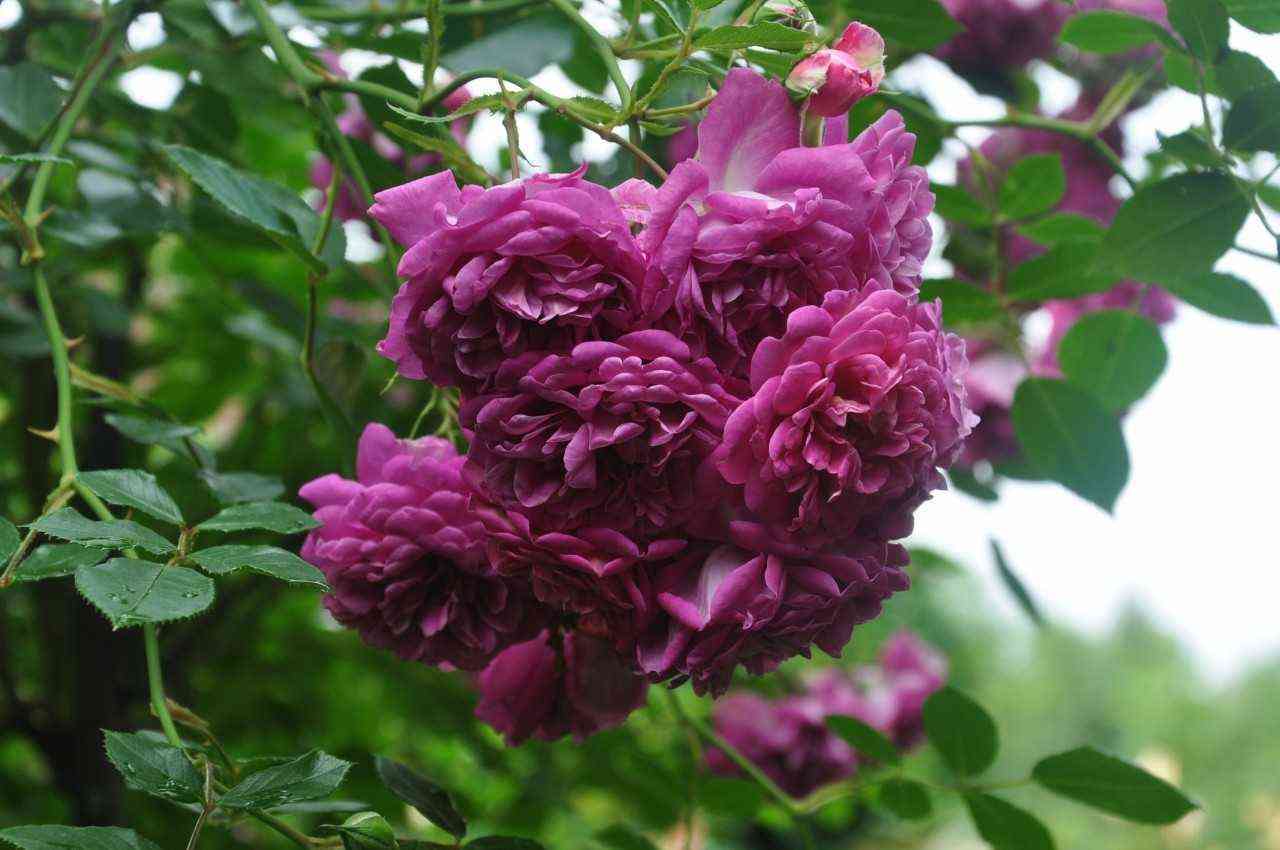 Старлет Роуз Мелина (Starlet Rose Melina)