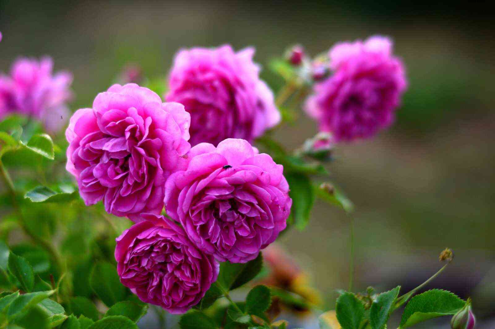 Старлет Роуз Мелина (Starlet Rose Melina)