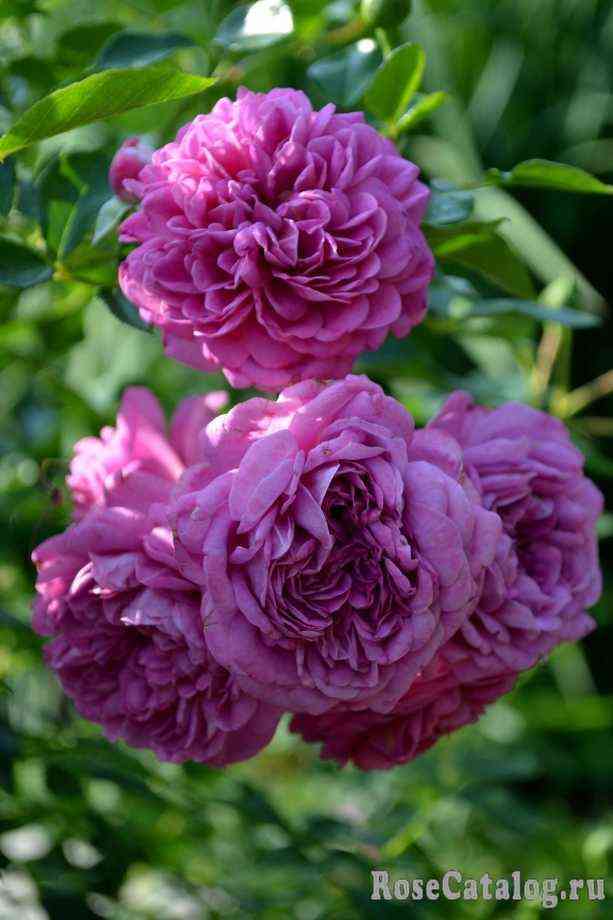 Старлет Роуз Мелина (Starlet Rose Melina)