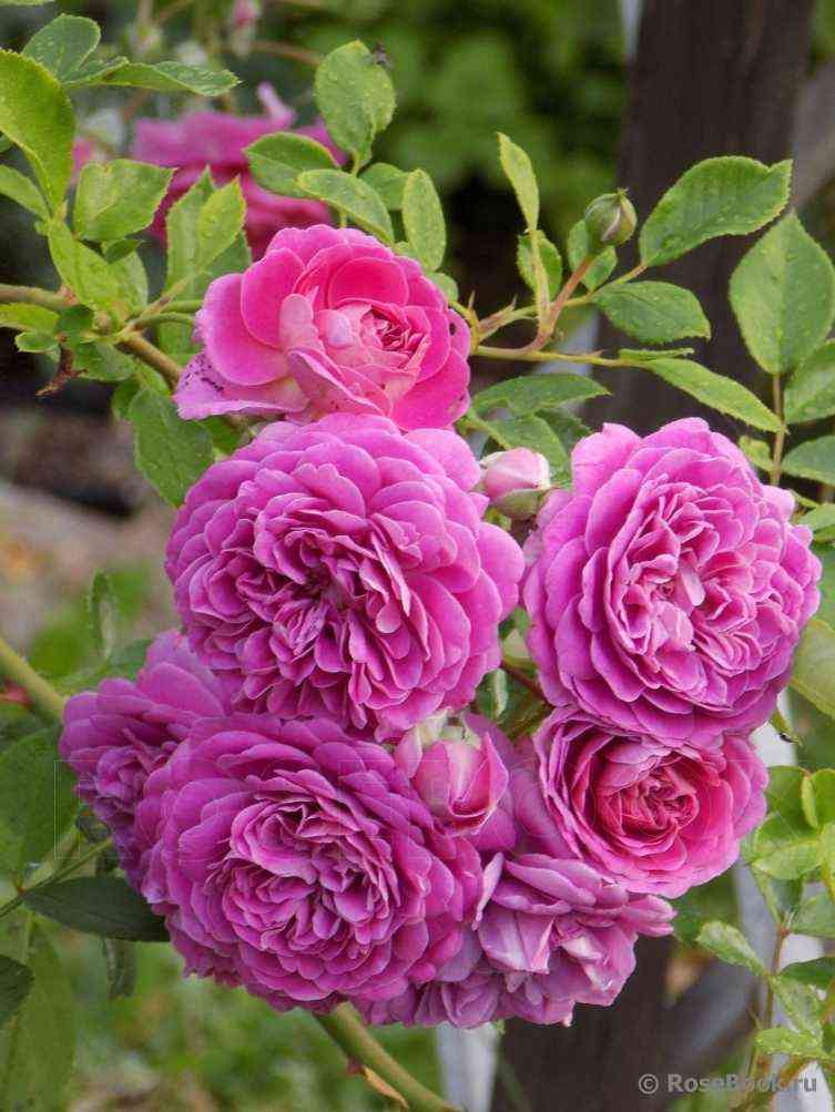 Старлет Роуз Мелина (Starlet Rose Melina)