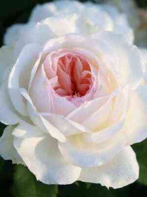 Стефани Баронинцу Гуттенберг (Stephanie Baroninzu Guttenberg)