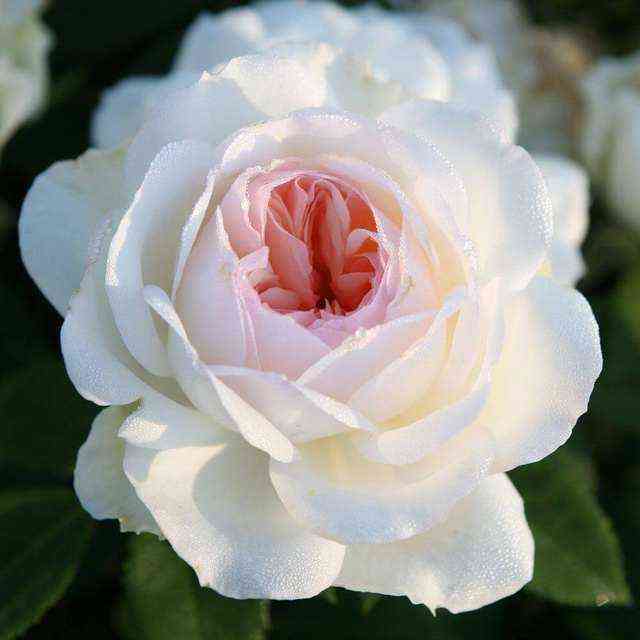 Стефани Баронинцу Гуттенберг (Stephanie Baroninzu Guttenberg)