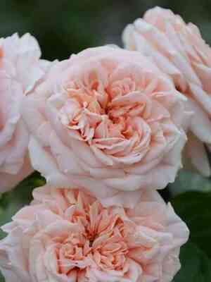 Стиль 800 (Stile 800)