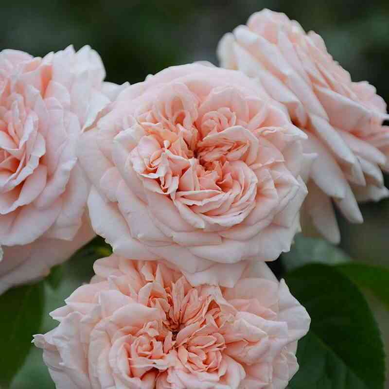 stil-800-stile-800_optimized.jpg Стиль 800 (Stile 800)