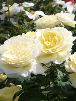 Стокгольм (Stockholm)