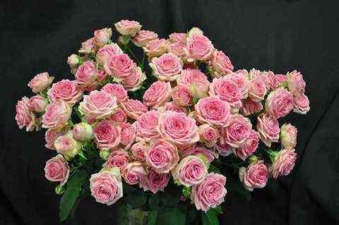 Супер Сенсейшен (Super Sensation)