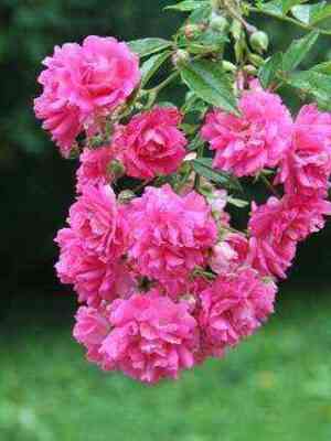 super_doroti.jpg Супер Дороти (Super Dorothy)