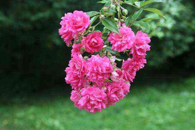 super_doroti.jpg Супер Дороти (Super Dorothy)