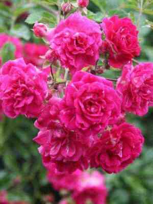 super_ekscel_za2.jpg Супер Ексцельза (Super Excelsa)