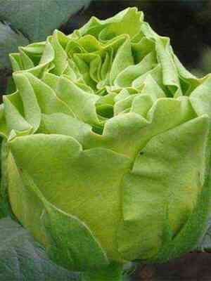 Супер Грин (Super Green)