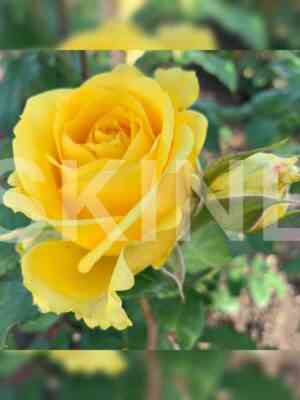 Супер Сан (Super Sun)