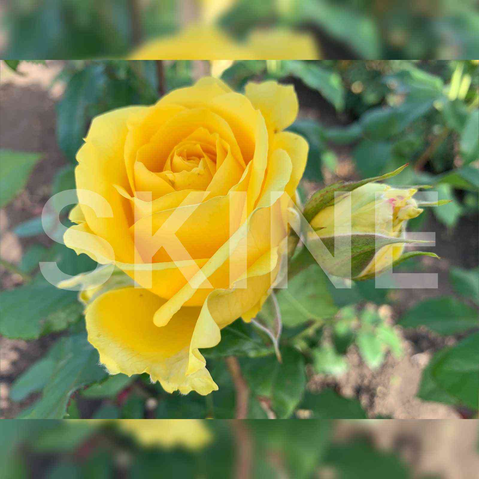 Супер Сан (Super Sun)