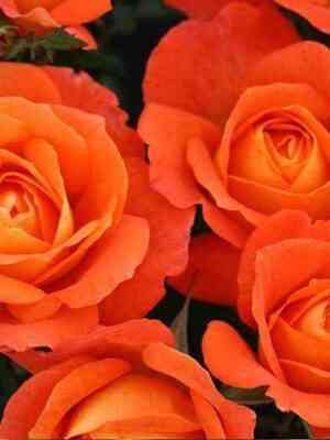 Супер Трупер  (Super Trouper)