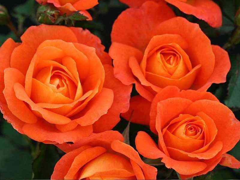 supertruper_supertrouper_optimized.jpg Супер Трупер (Super Trouper)