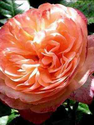 Сурир Де Хавр (Sourire Du Havre)