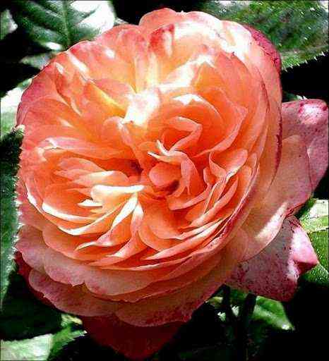 Сурир Де Хавр (Sourire Du Havre)