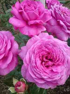 Сурир де Перигё (Sourire De Perigueux)