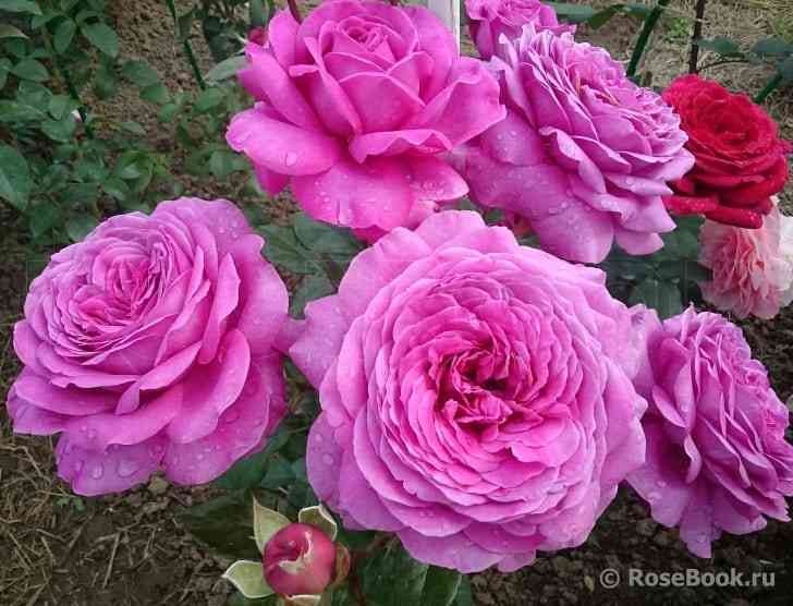 Сурир де Перигё (Sourire De Perigueux)