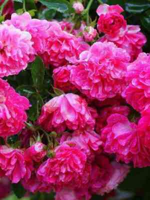 Сурир д Антан (Sourire d'Antan)