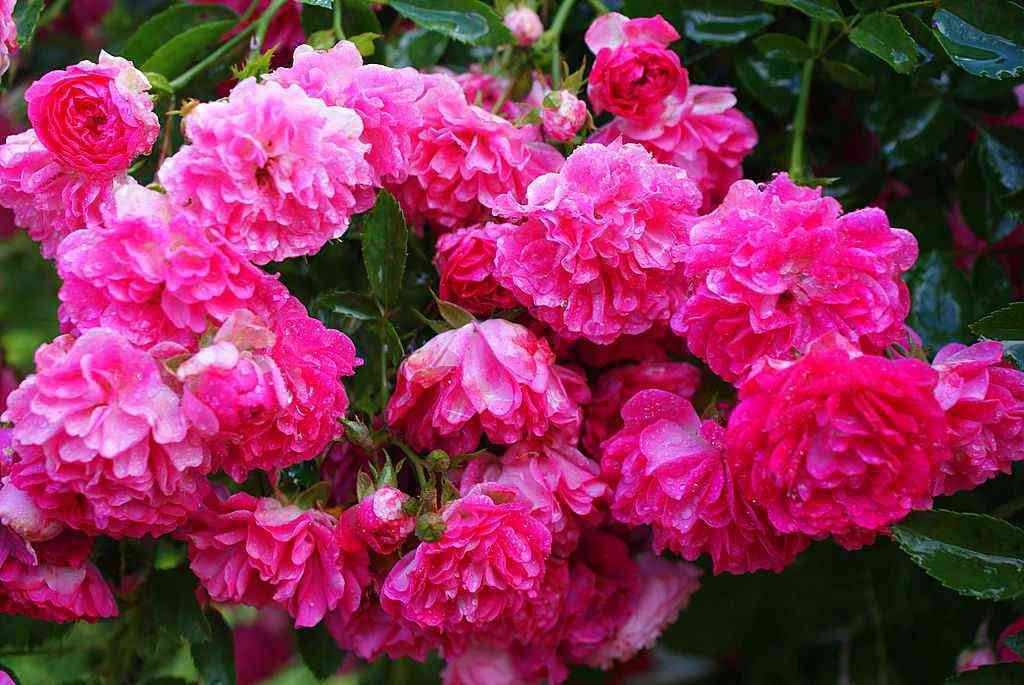 Сурир д Антан (Sourire d'Antan)