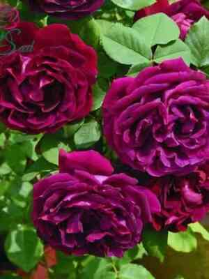 suvenir-doktor-dyu-zhaman.jpg Сувенир Дю Доктёр Жамэн (Souvenir du Docteur Jamain)