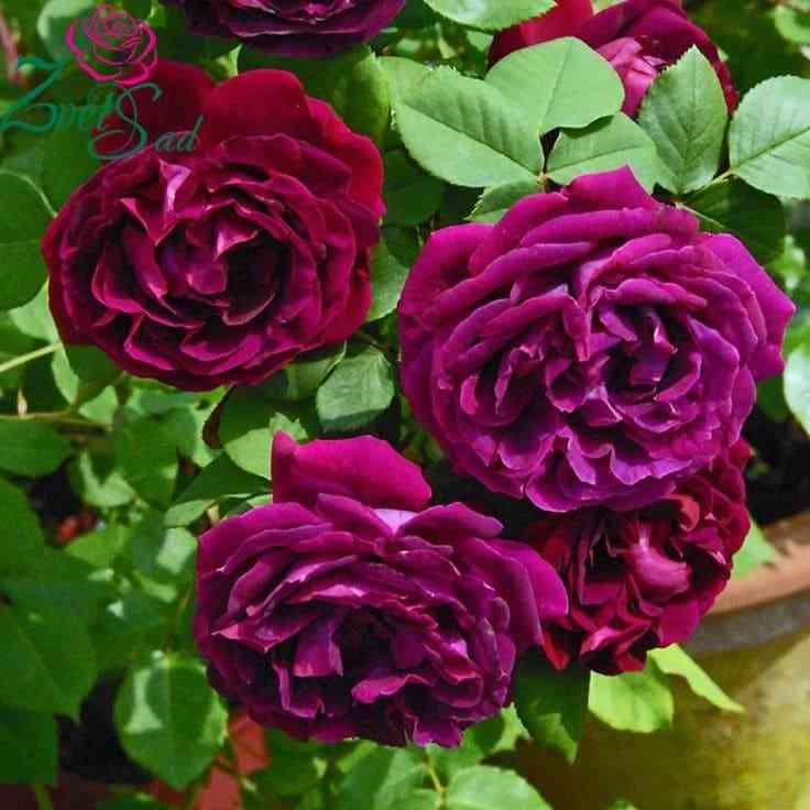 Сувенир Дю Доктёр Жамэн (Souvenir du Docteur Jamain)