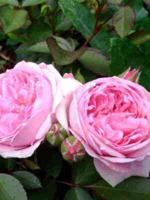 Сувенир де Луи Амад (Souvenir de Louis Amade)