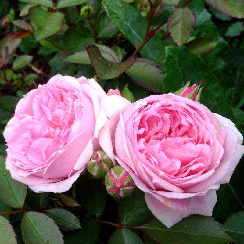 Сувенир де Луи Амад (Souvenir de Louis Amade)