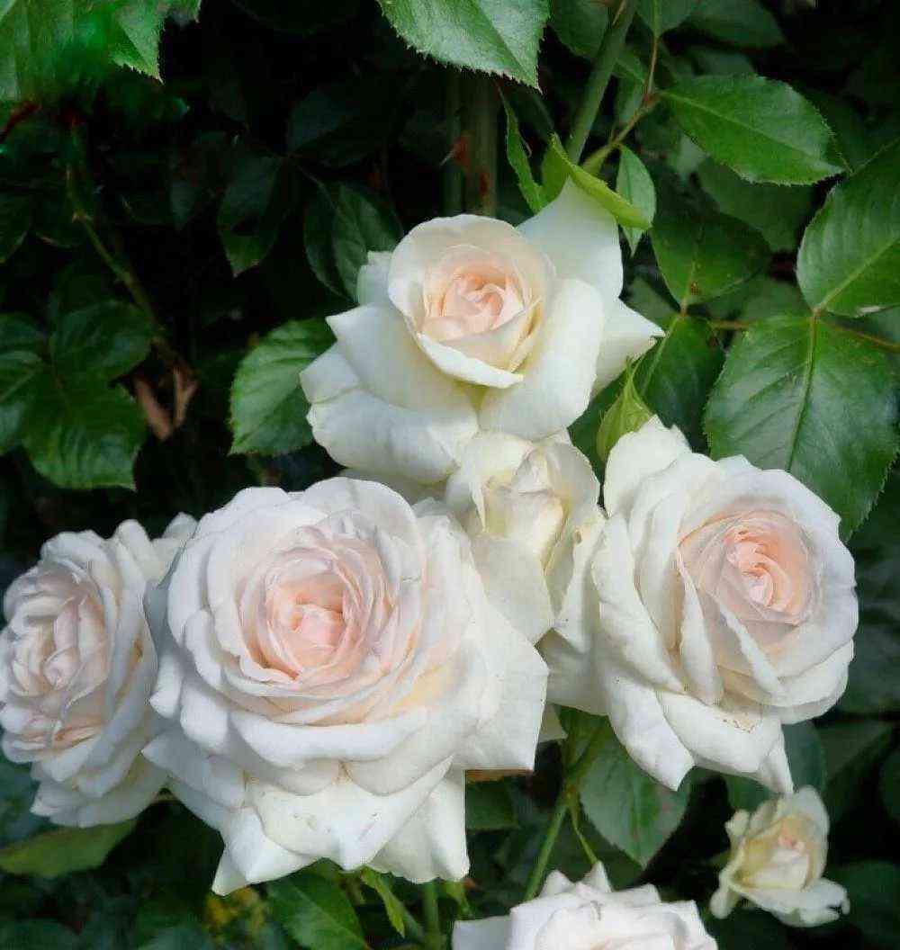 Сван Лейк (Swan Lake)