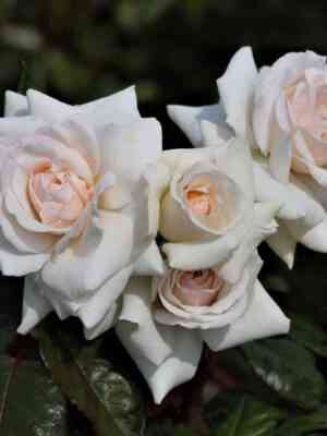 svan-lajk1.jpg Сван Лейк (Swan Lake)