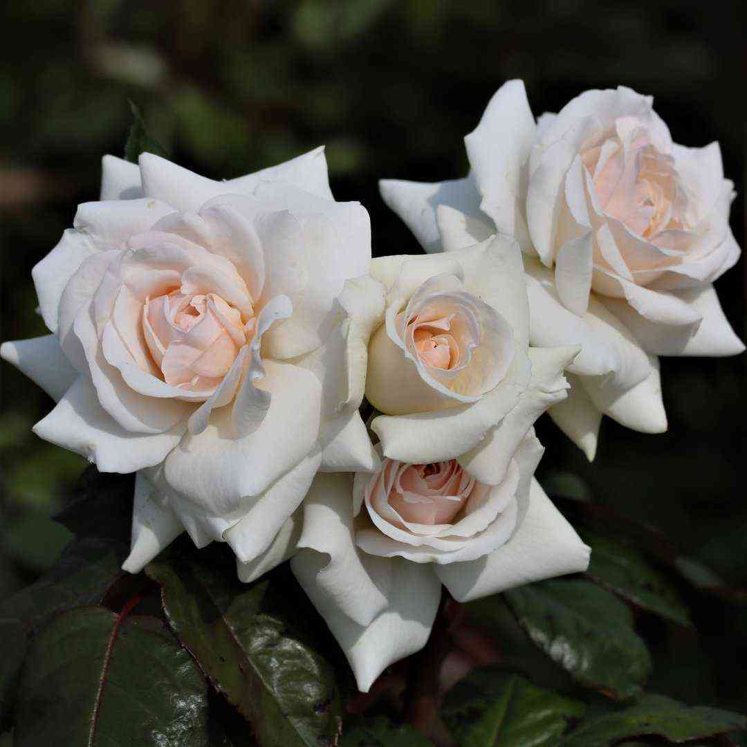 Сван Лейк (Swan Lake)