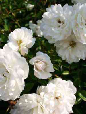 svani.jpg Свани (Swany)