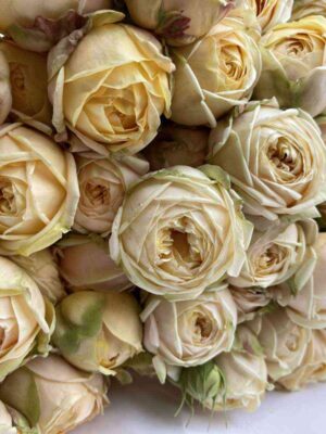 svit-katalina.jpg Свит Каталина (Sweet Catalina)