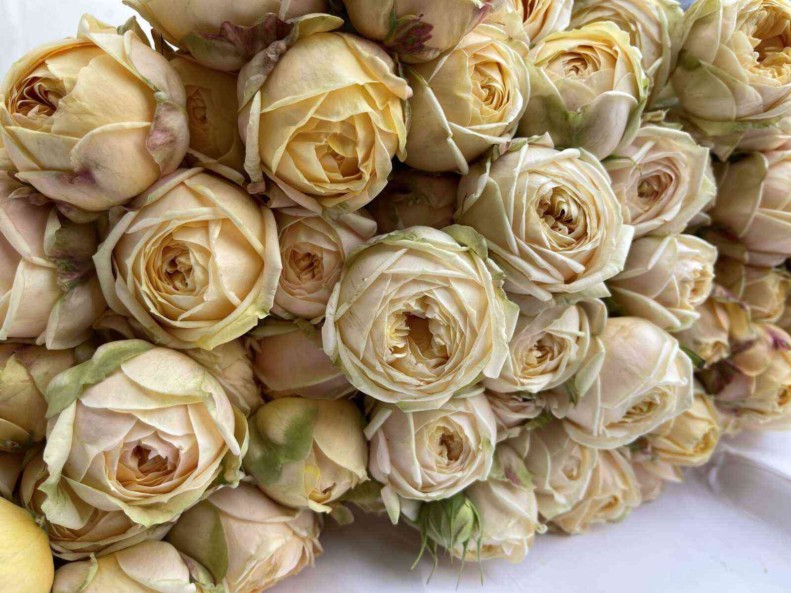 Свит Каталина (Sweet Catalina)