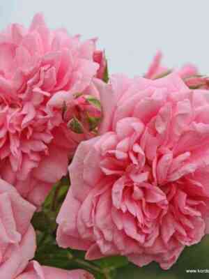 svit-laguna.jpg Свит Лагуна (Sweet Laguna)