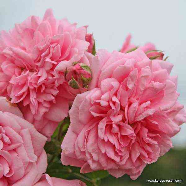 Свит Лагуна (Sweet Laguna)