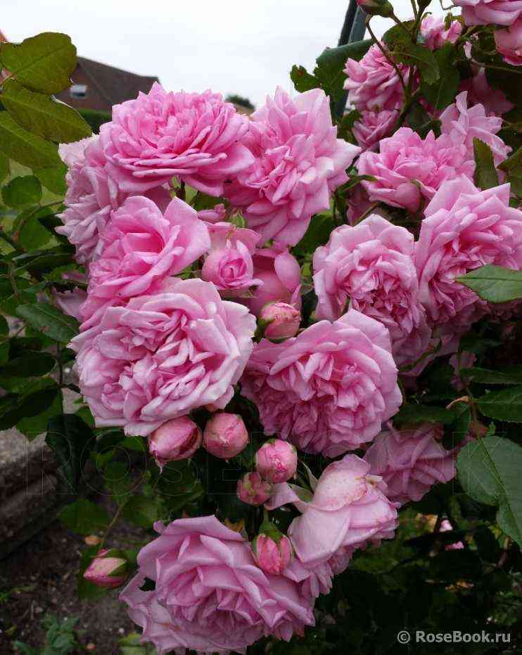 Свит Лагуна (Sweet Laguna)