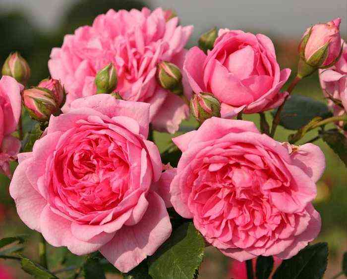 Свит Лагуна (Sweet Laguna)