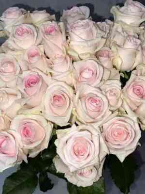 Свит Ревивал (Sweet Revival)