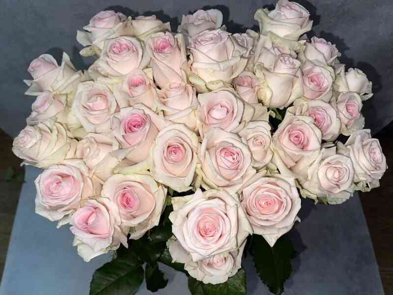 Свит Ревивал (Sweet Revival)