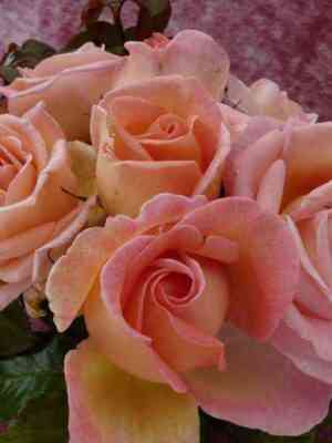 svit-siri1.jpg Свит Сири (Sweet Syrie)