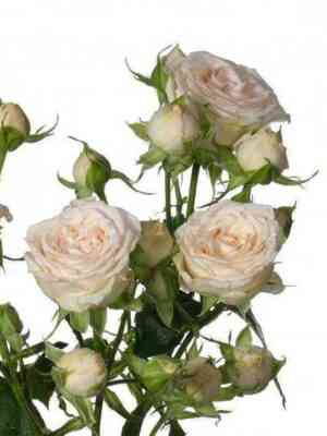 Свит Софи (Sweet Sophie)