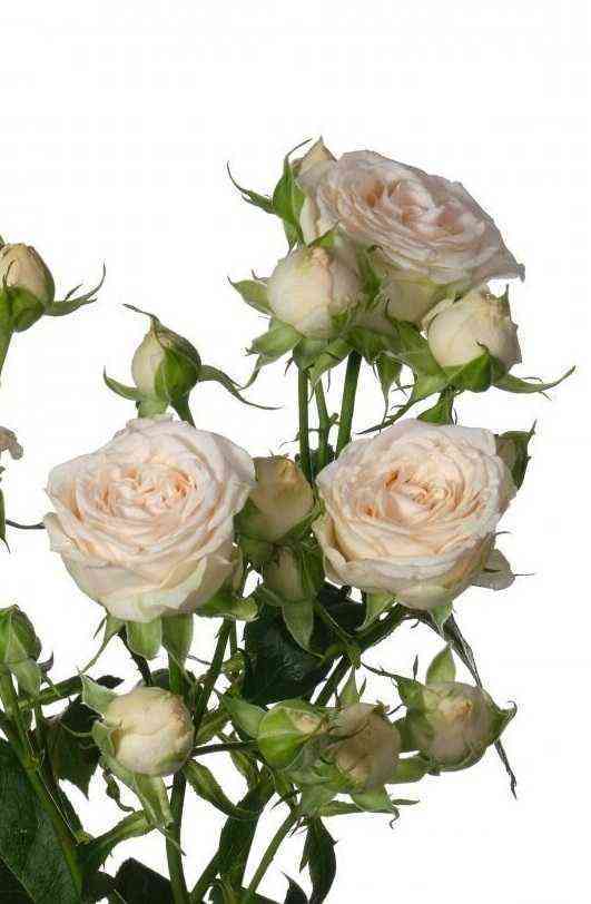 Свит Софи (Sweet Sophie)