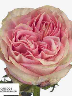 Свит Суриндер (Sweet Surrender)