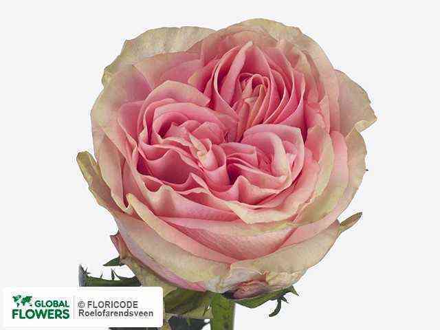 Свит Суриндер (Sweet Surrender)