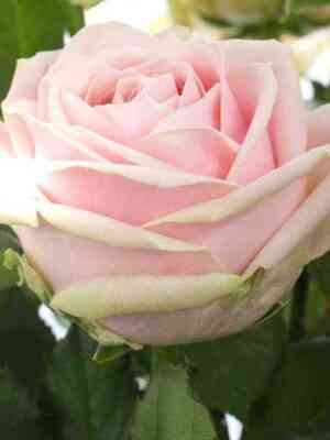 Свит Аваланж (Sweet Avalanche)